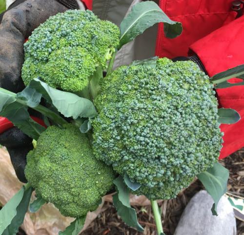 broccoli_bouquet