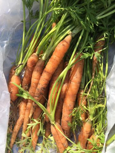 carrot_harvest