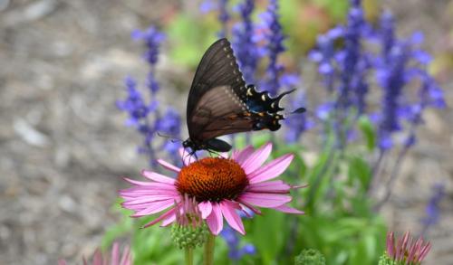 cropped-Black-Swallowtail.jpg