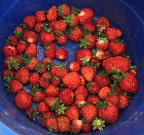 strawberry_harvest